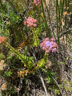 Image of Pseudoselago serrata (P. J. Bergius) O. M. Hilliard