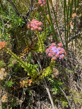 Image de Pseudoselago serrata (P. J. Bergius) O. M. Hilliard