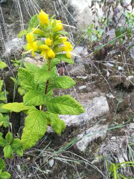 Plancia ëd Hemichaena coulteri (Gray) Thieret