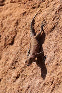 Image of Barnard’s Namib Day Gecko