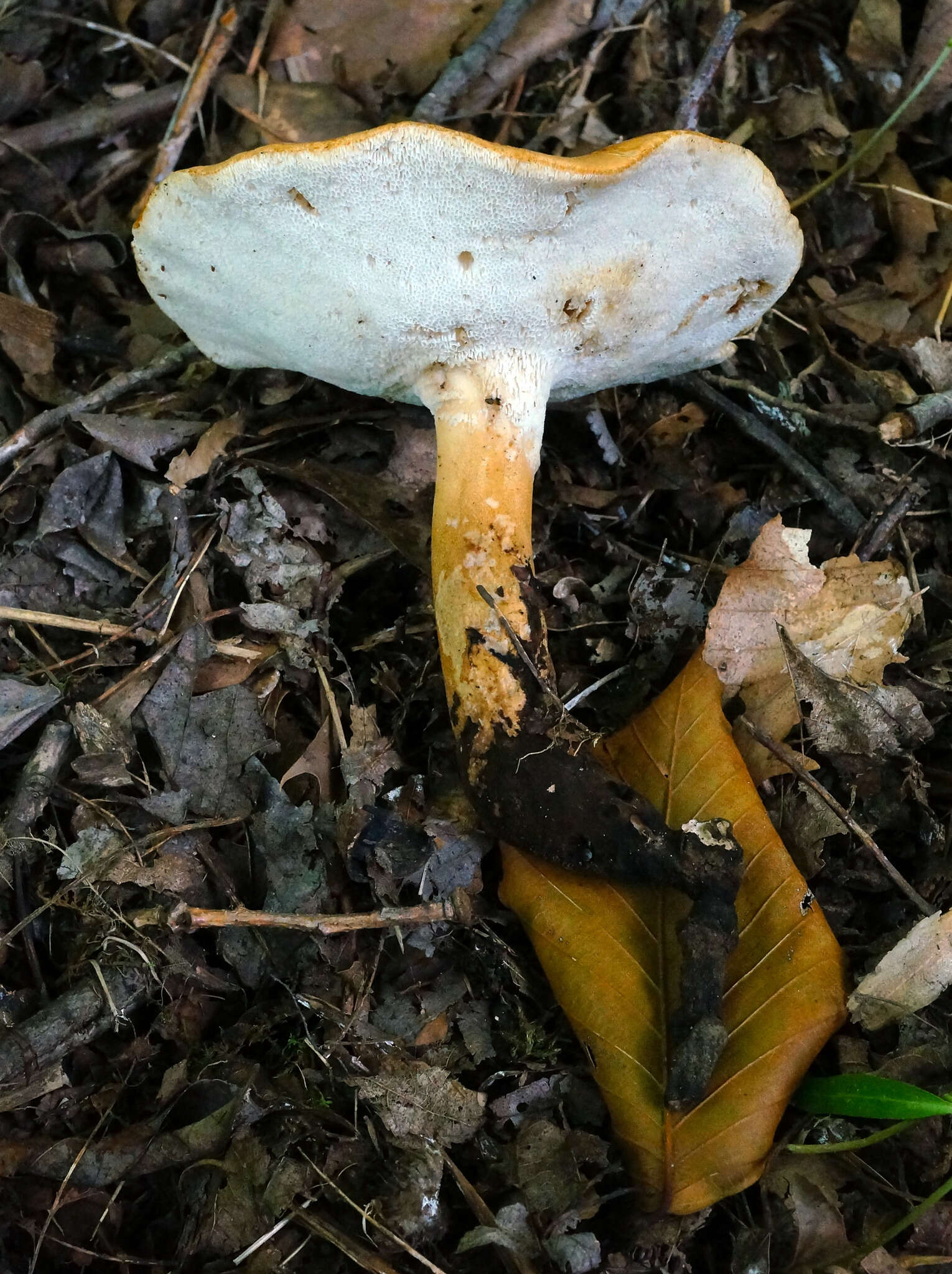 Polyporus radicatus Schwein. 1832 resmi