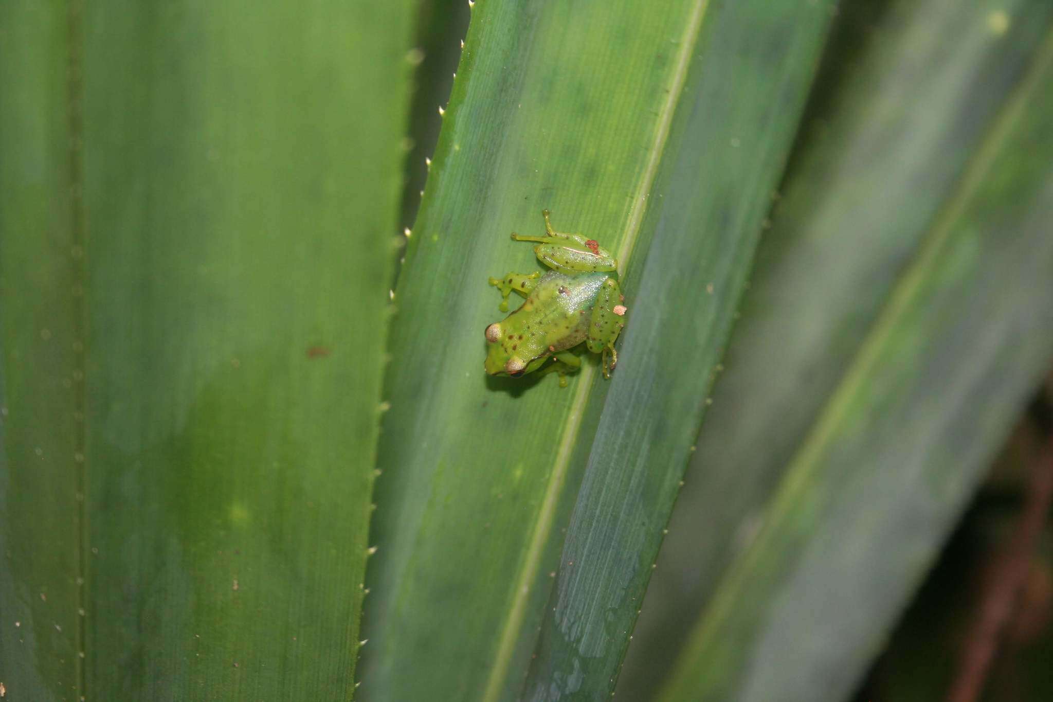 Image of Tsarafidy Madagascar Frog