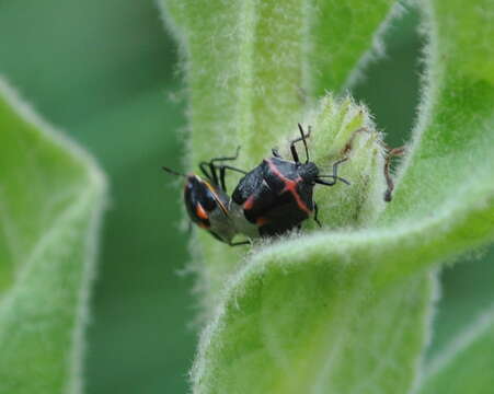 Image of Twice-stabbed Stink Bug