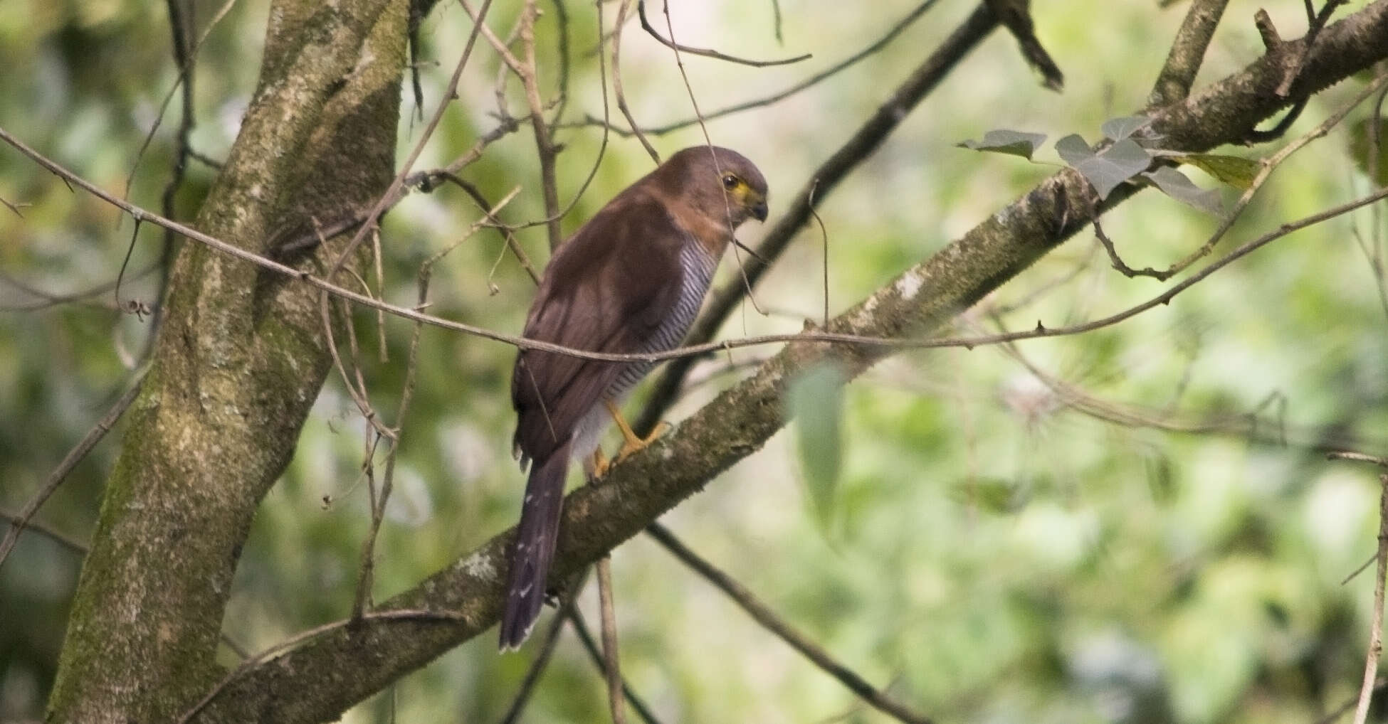 Image of Barred Forest Falcon