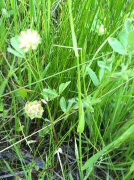 Image de Trifolium cyathiferum Lindl.