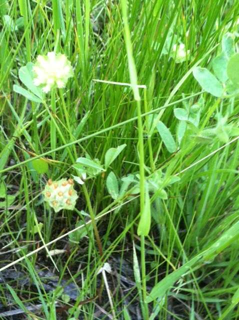 Image of cup clover