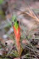 Image of Tillandsia punctulata Schltdl. & Cham.