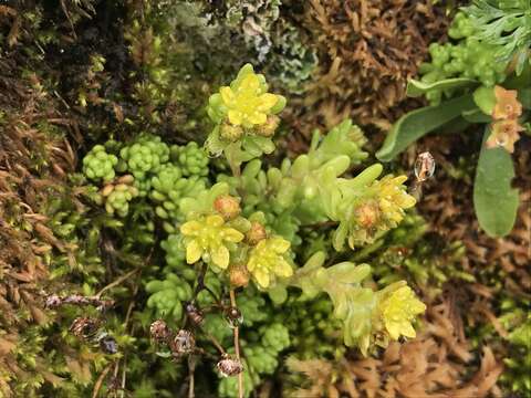 Image of Sedum alpestre Vill.