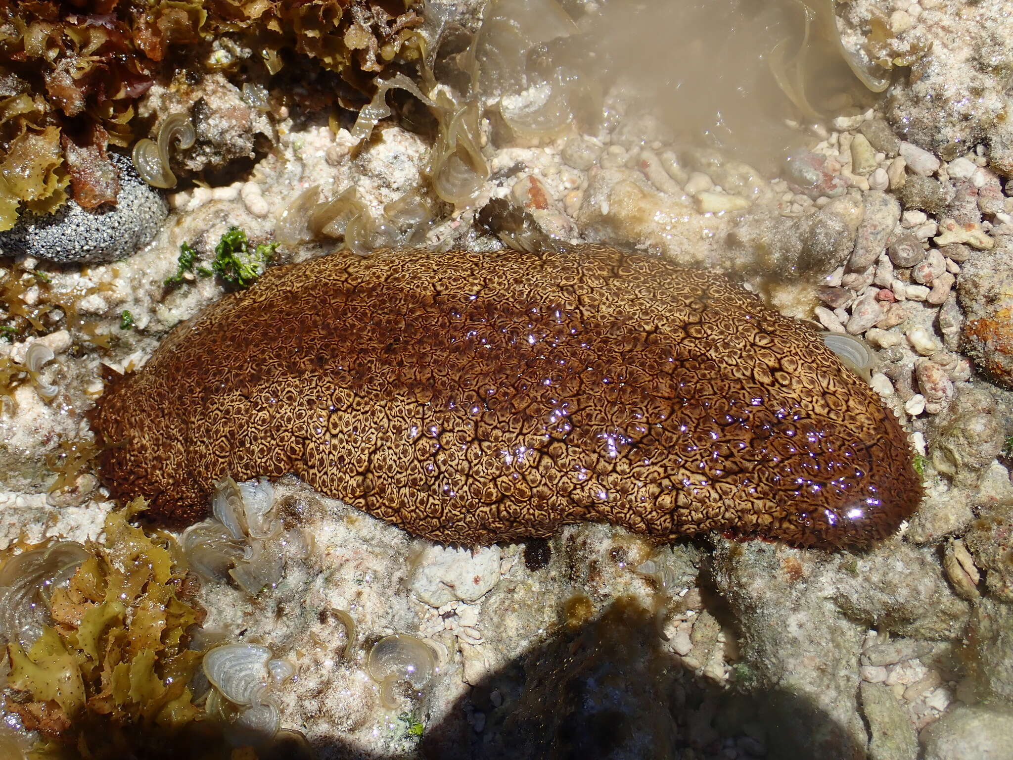 Image de Actinopyga mauritiana (Quoy & Gaimard 1834)