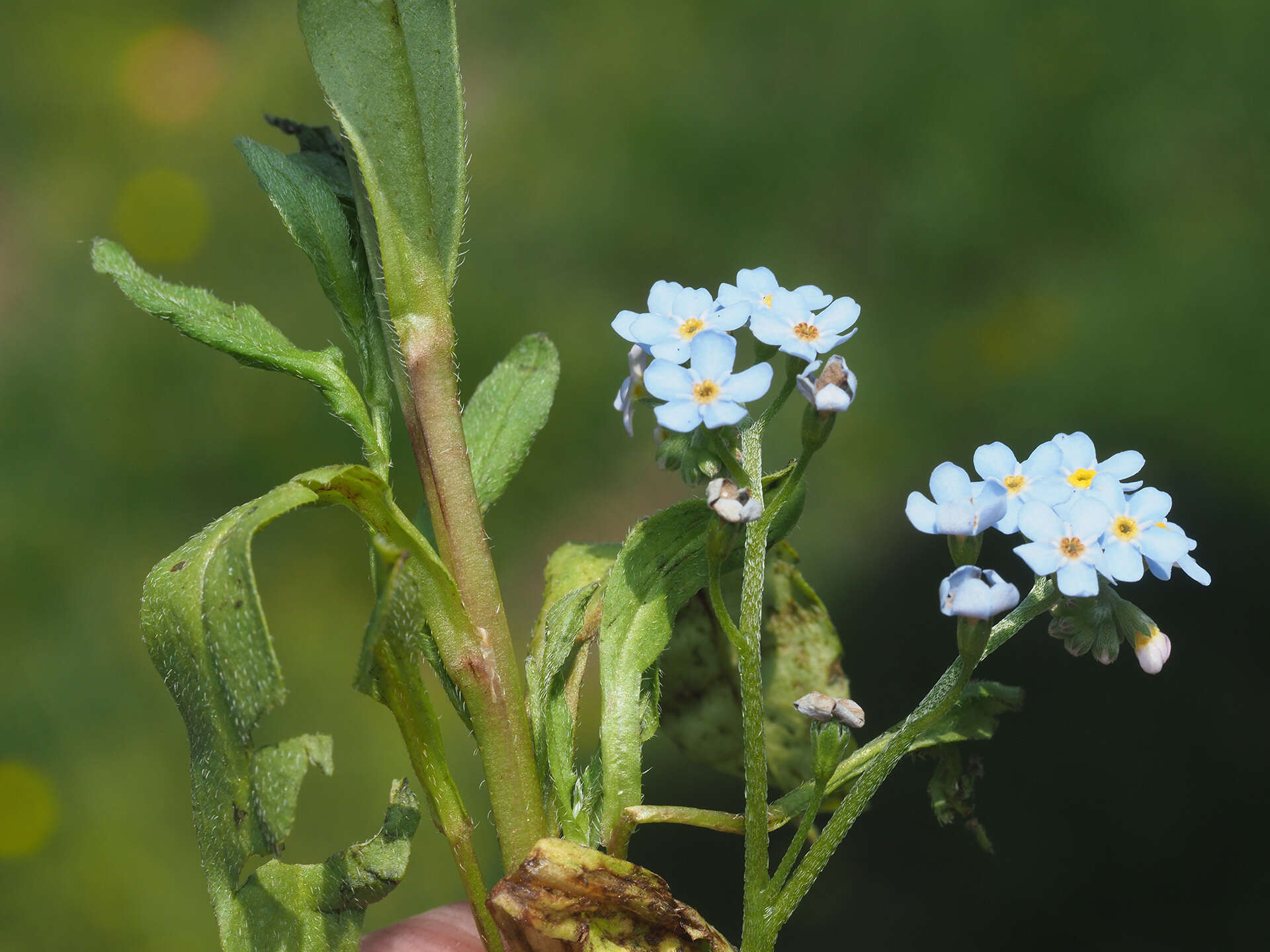 Image of Myosotis nemorosa Besser