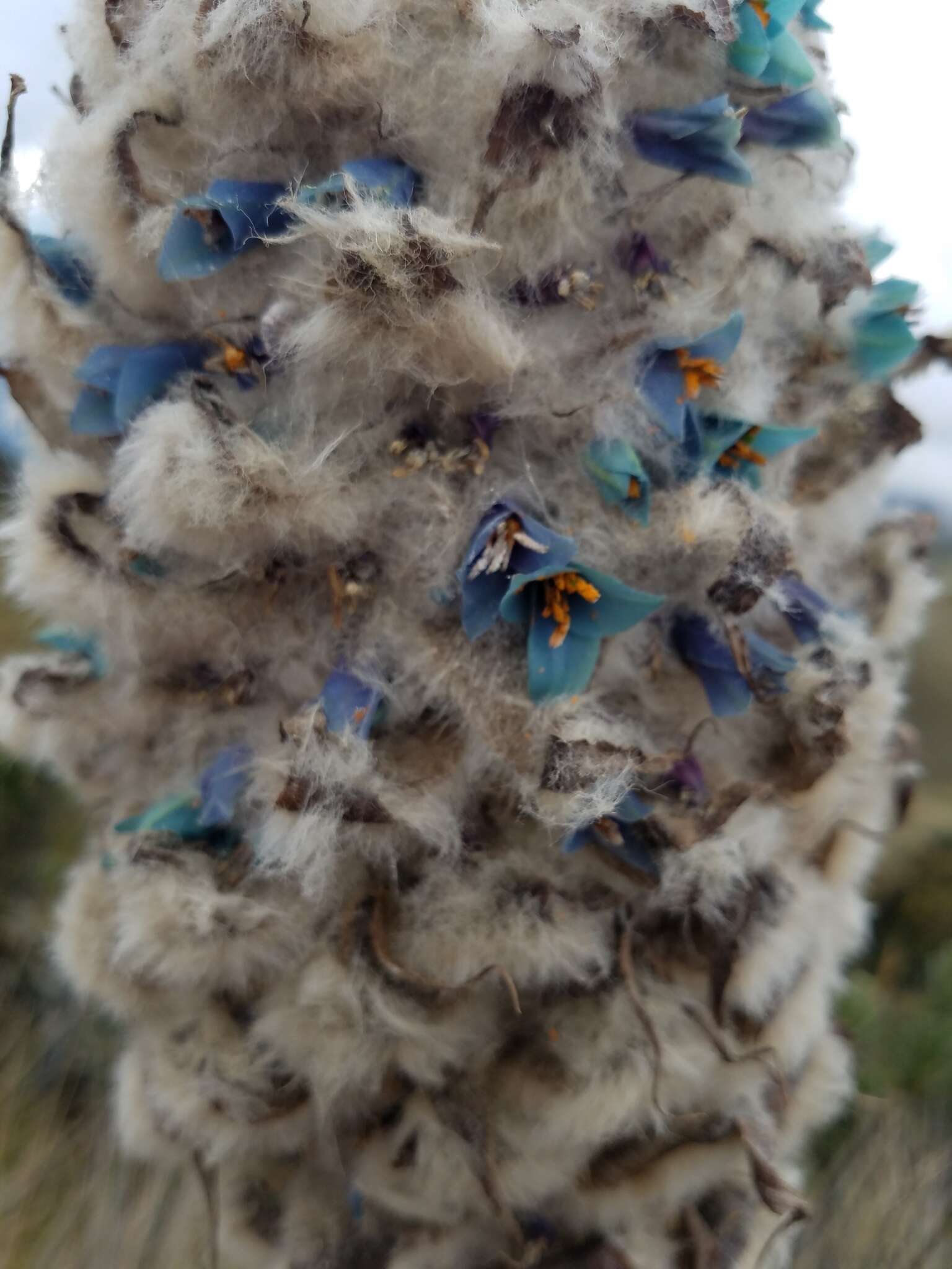 Image of Puya hamata L. B. Sm.