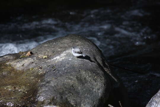 Image of Torrent Tyrannulet