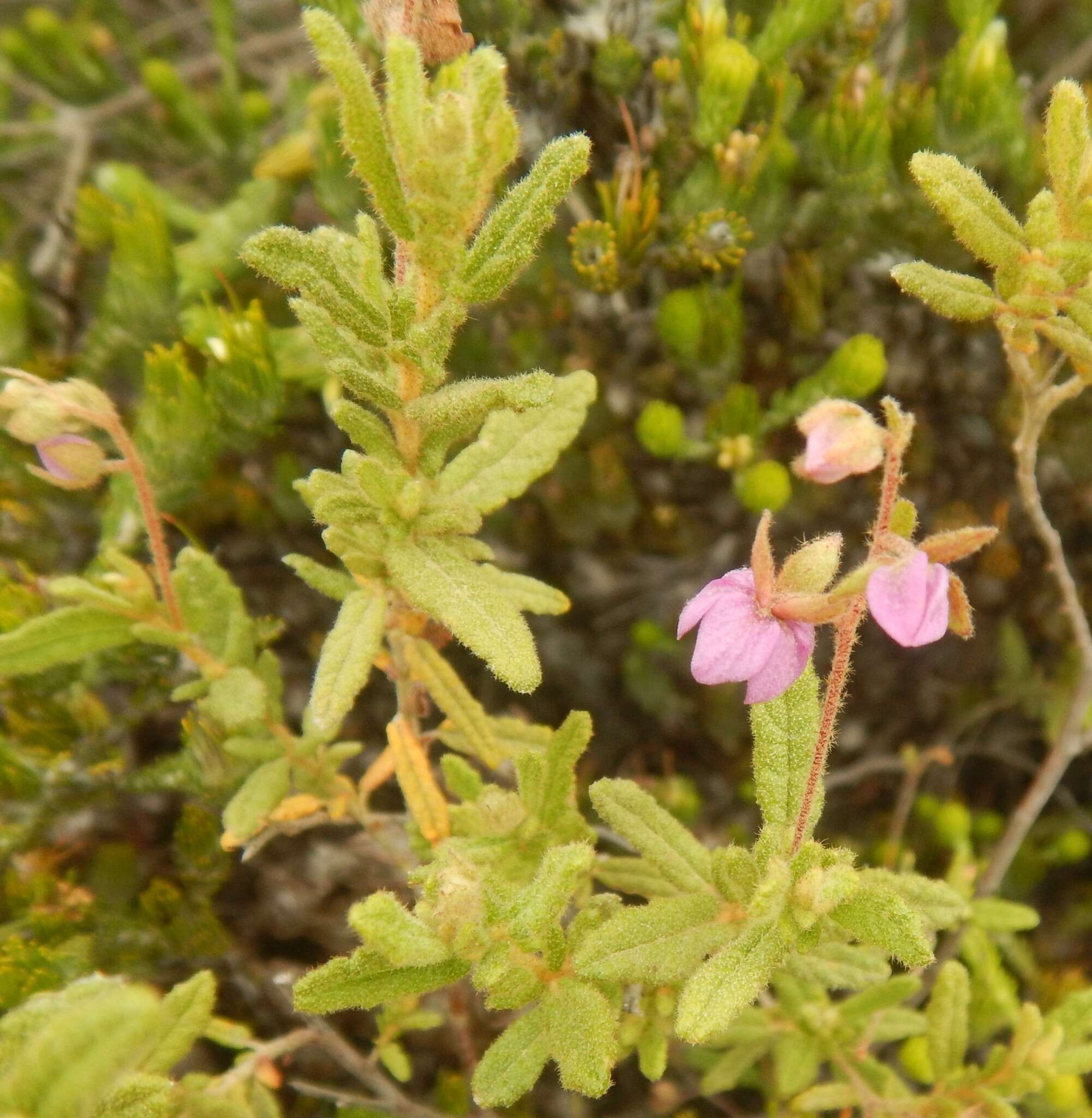 Image of Thomasia petalocalyx F. Müll.