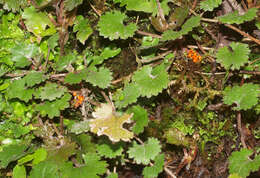 صورة Gunnera monoica Raoul