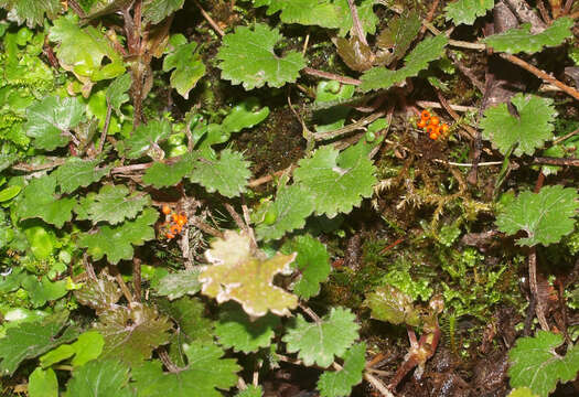 Image of Gunnera monoica Raoul