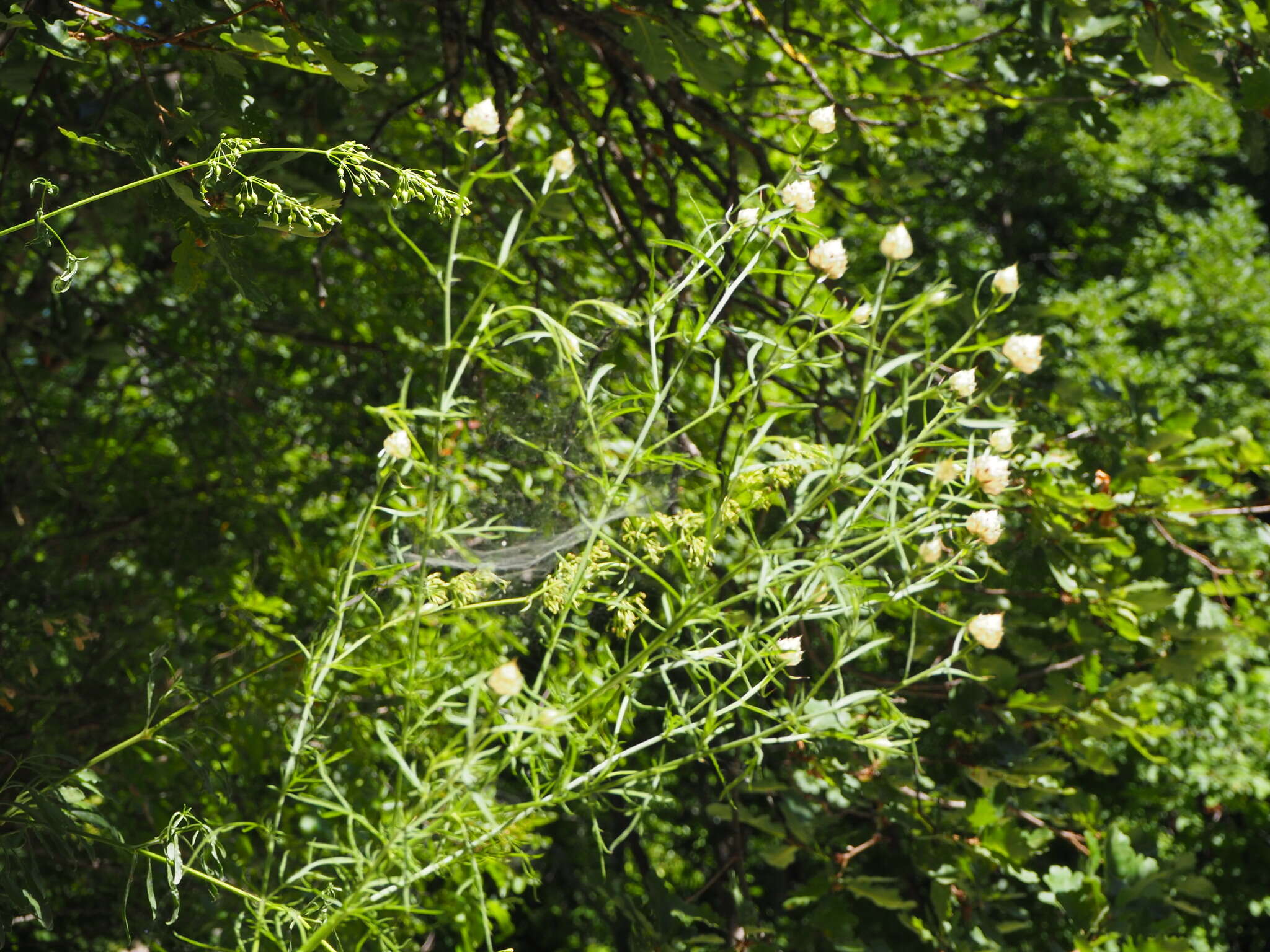 Image of Centaurea alba subsp. deusta (Ten.) Nym.