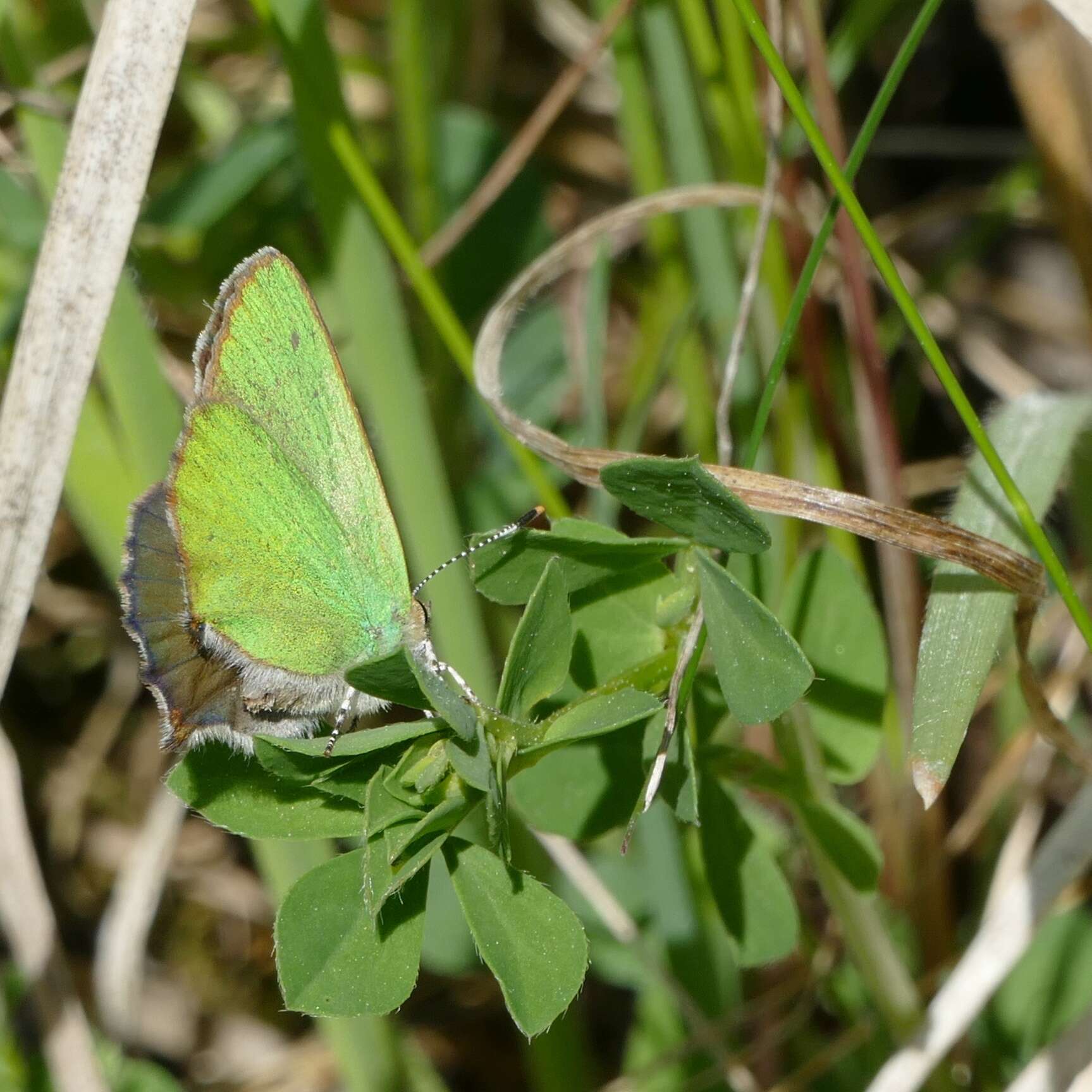 Plancia ëd Callophrys rubi (Linnaeus 1758)