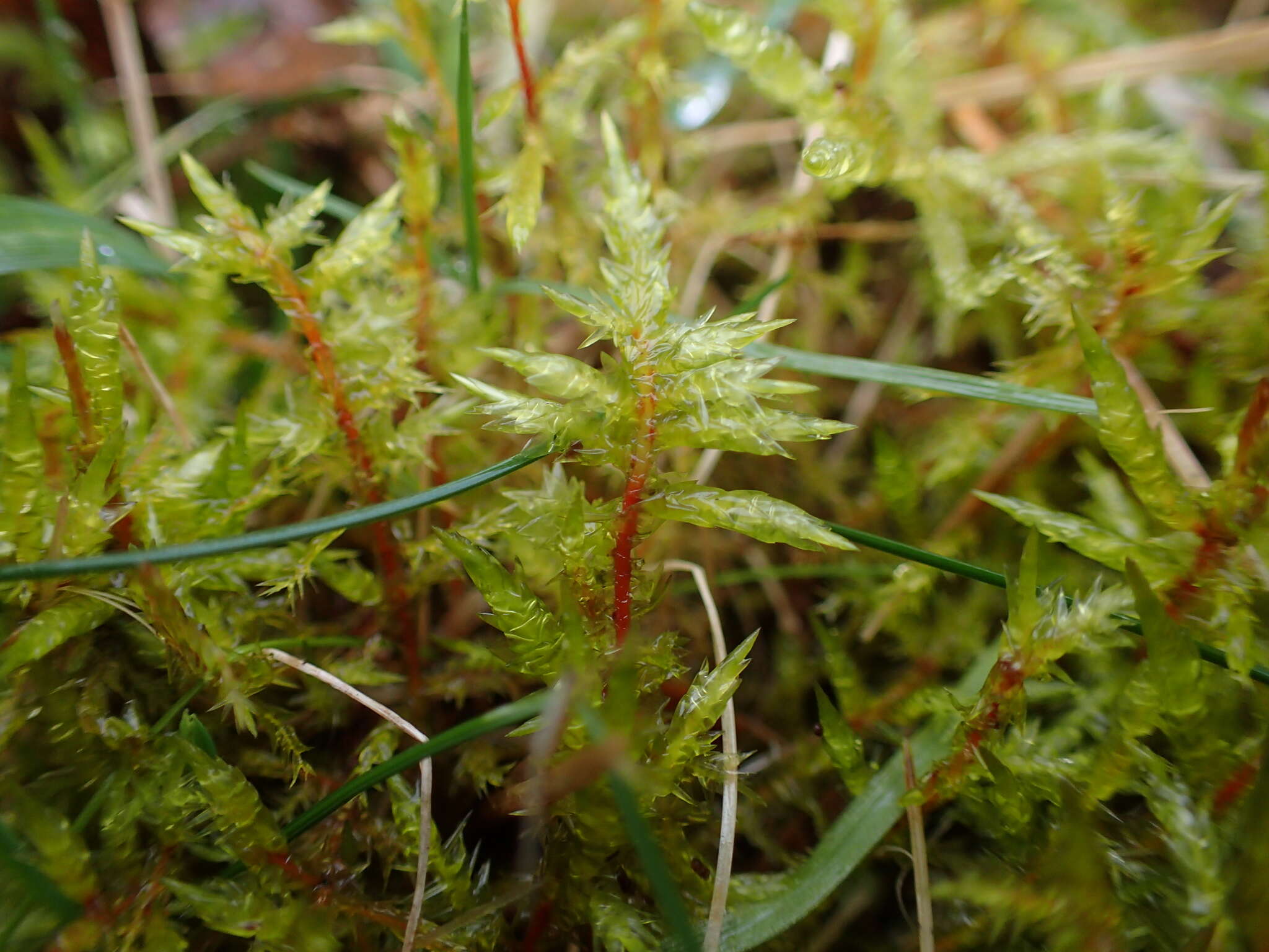 Image of calliergonella moss