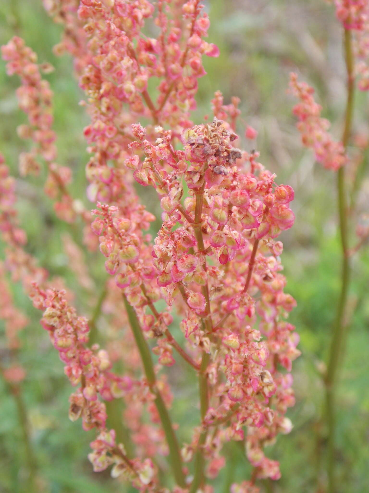 Image de Rumex hastatulus Baldw. apud Ell.