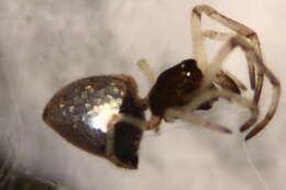 Image of Argyrodes bonadea (Karsch 1881)