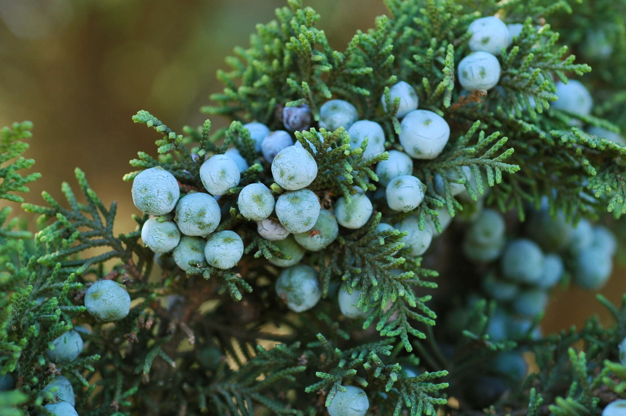 Слика од <i>Juniperus <i>monticola</i></i> f. monticola