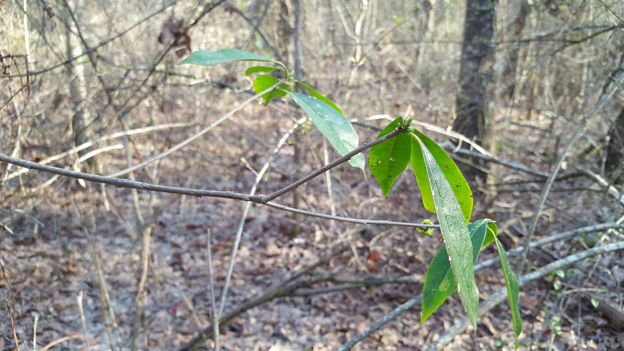 Image of common sweetleaf