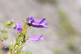 صورة Penstemon cardwellii Howell