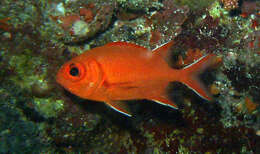 Image of Immaculate Squirrelfish