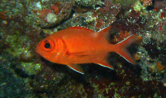 Image of Immaculate Squirrelfish