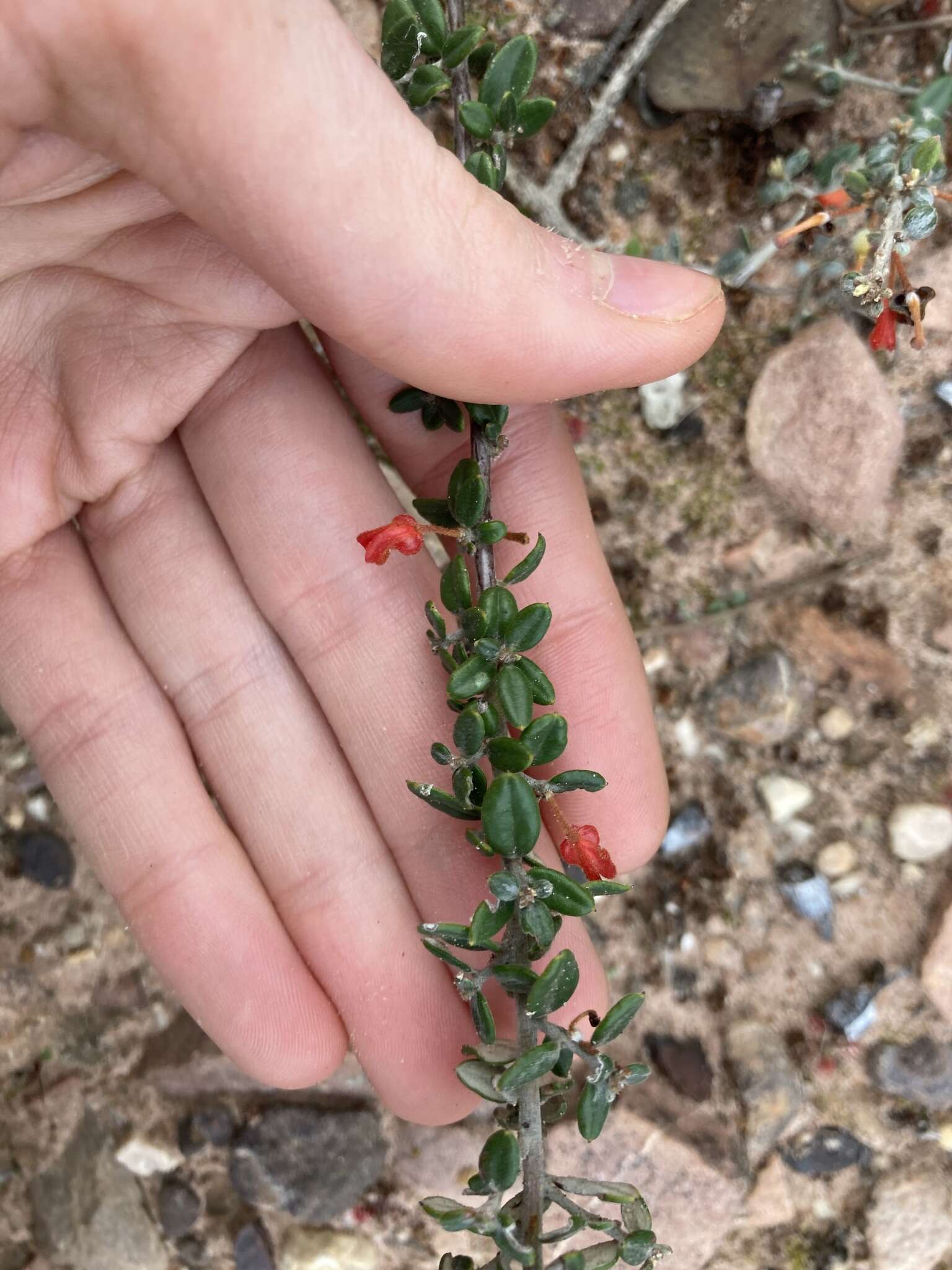 Image of Grevillea crassifolia Domin