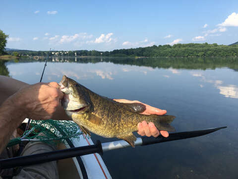 Image of Smallmouth Bass