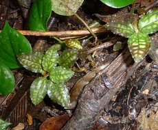 Image de Cystorchis variegata Blume