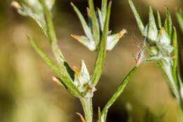 Image of Narrow-leaved cudweed