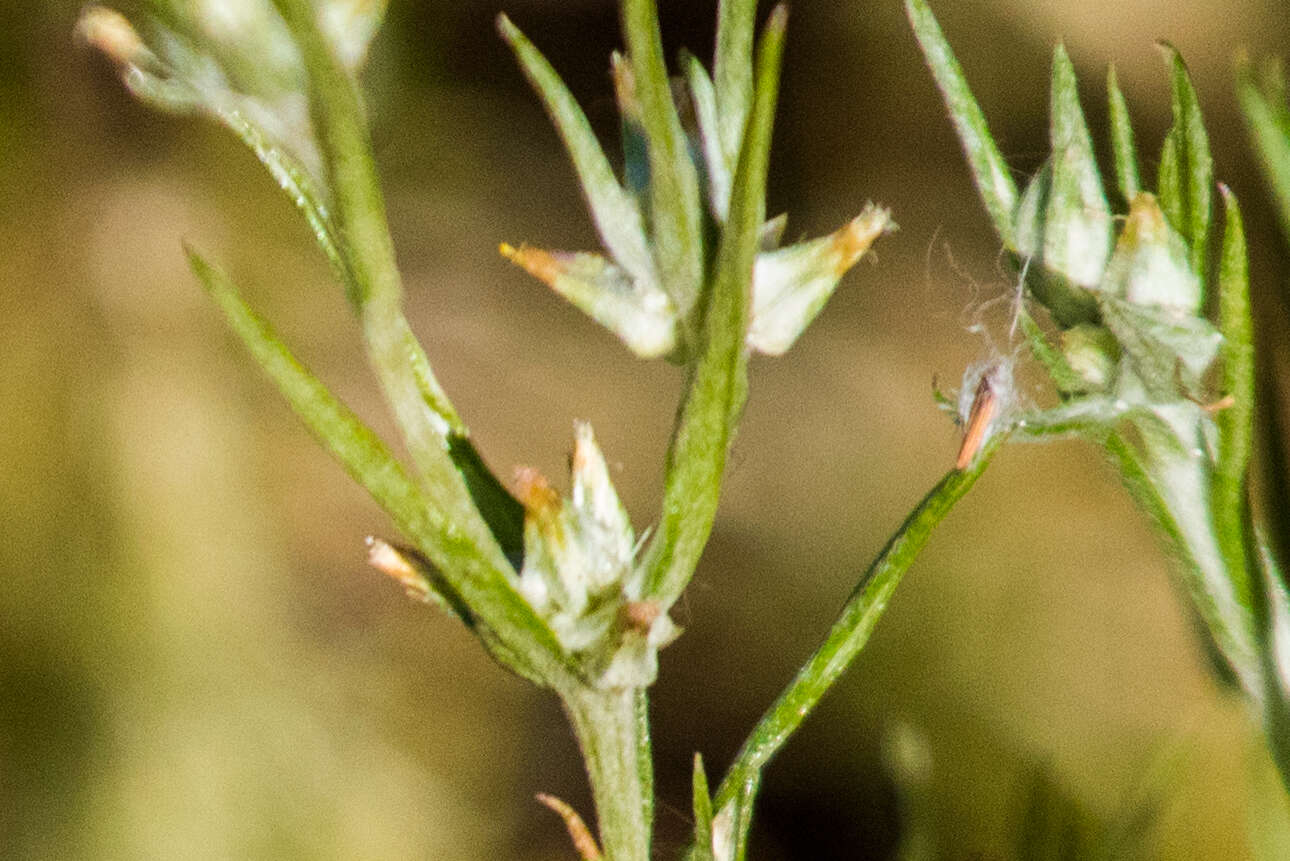 Image of Narrow-leaved cudweed