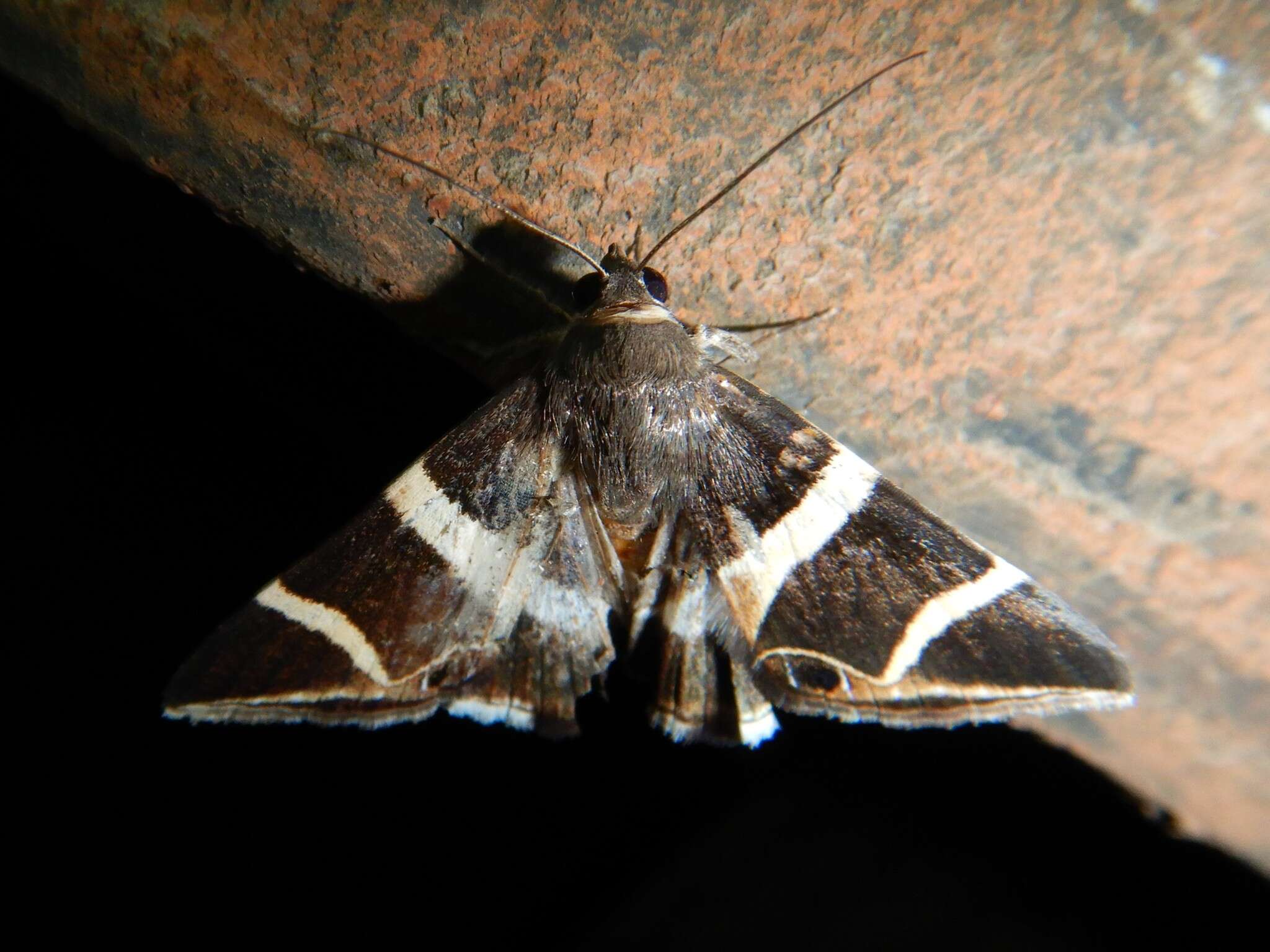 Grammodes oculicola Walker 1858的圖片