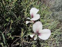 Image of Pelargonium tetragonum (L. fil.) L'Her.