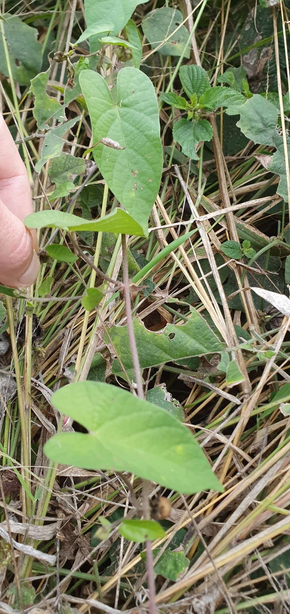 Image of Ipomoea biflora subsp. biflora