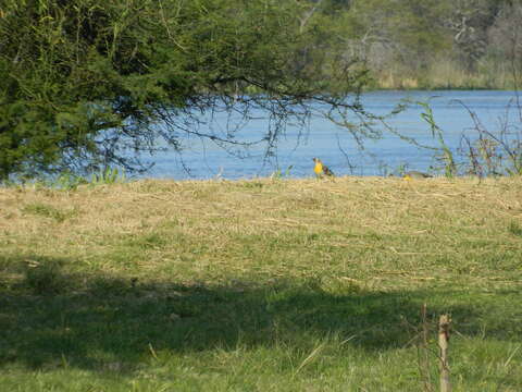 Imagem de Colaptes campestris campestroides (Malherbe 1849)