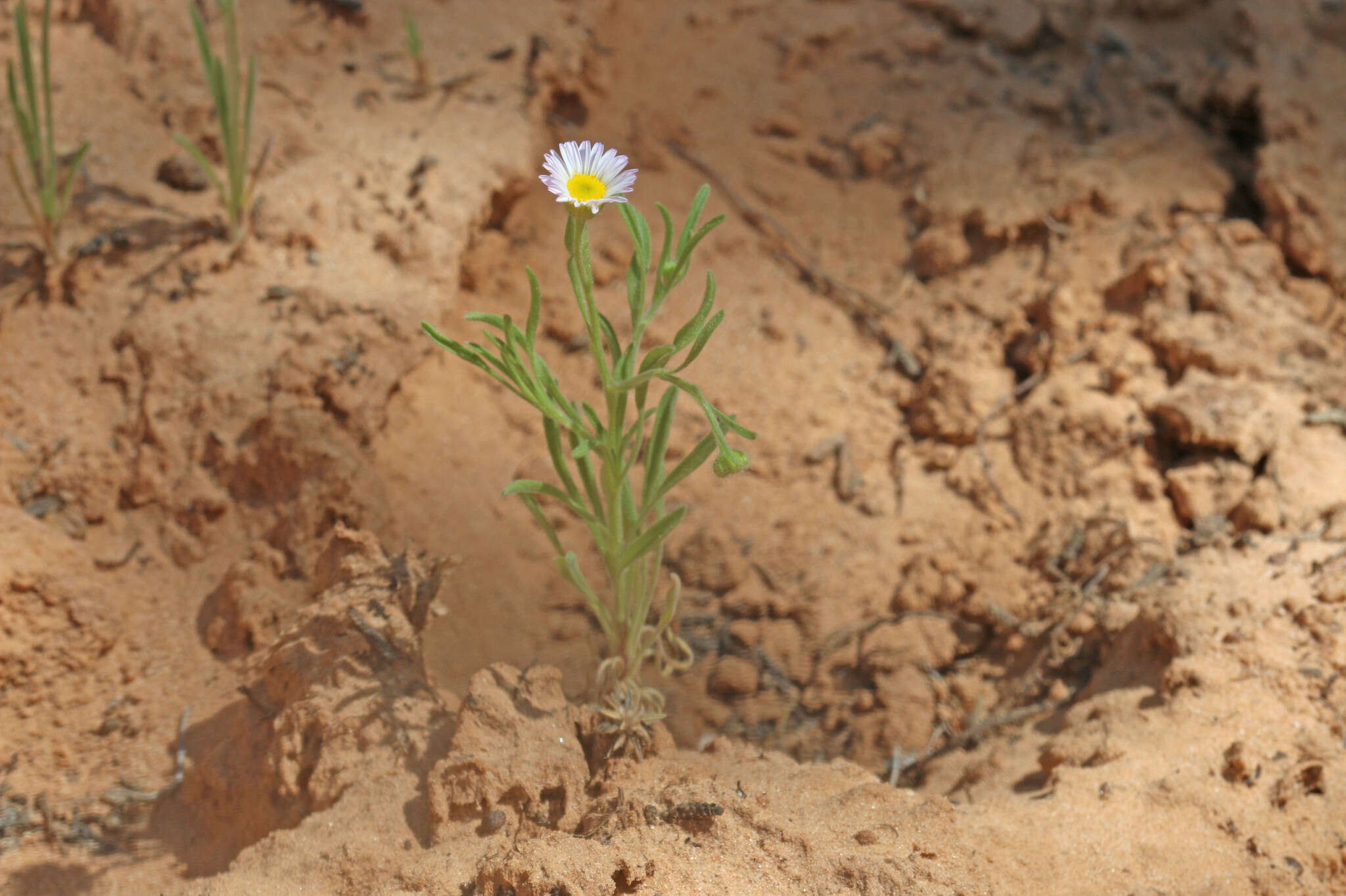 Image of western daisy fleabane