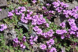 Thymus extremus Klokov resmi