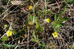 Image of Potentilla flagellaris Willd. ex Schltdl.