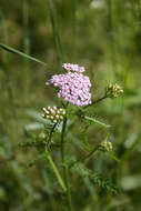 Sivun Achillea roseo-alba Ehrend. kuva