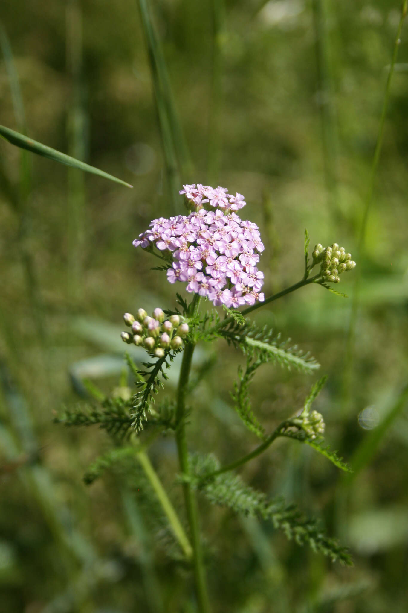 Achillea roseo-alba Ehrend. resmi