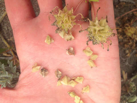 Image of pink sand verbena