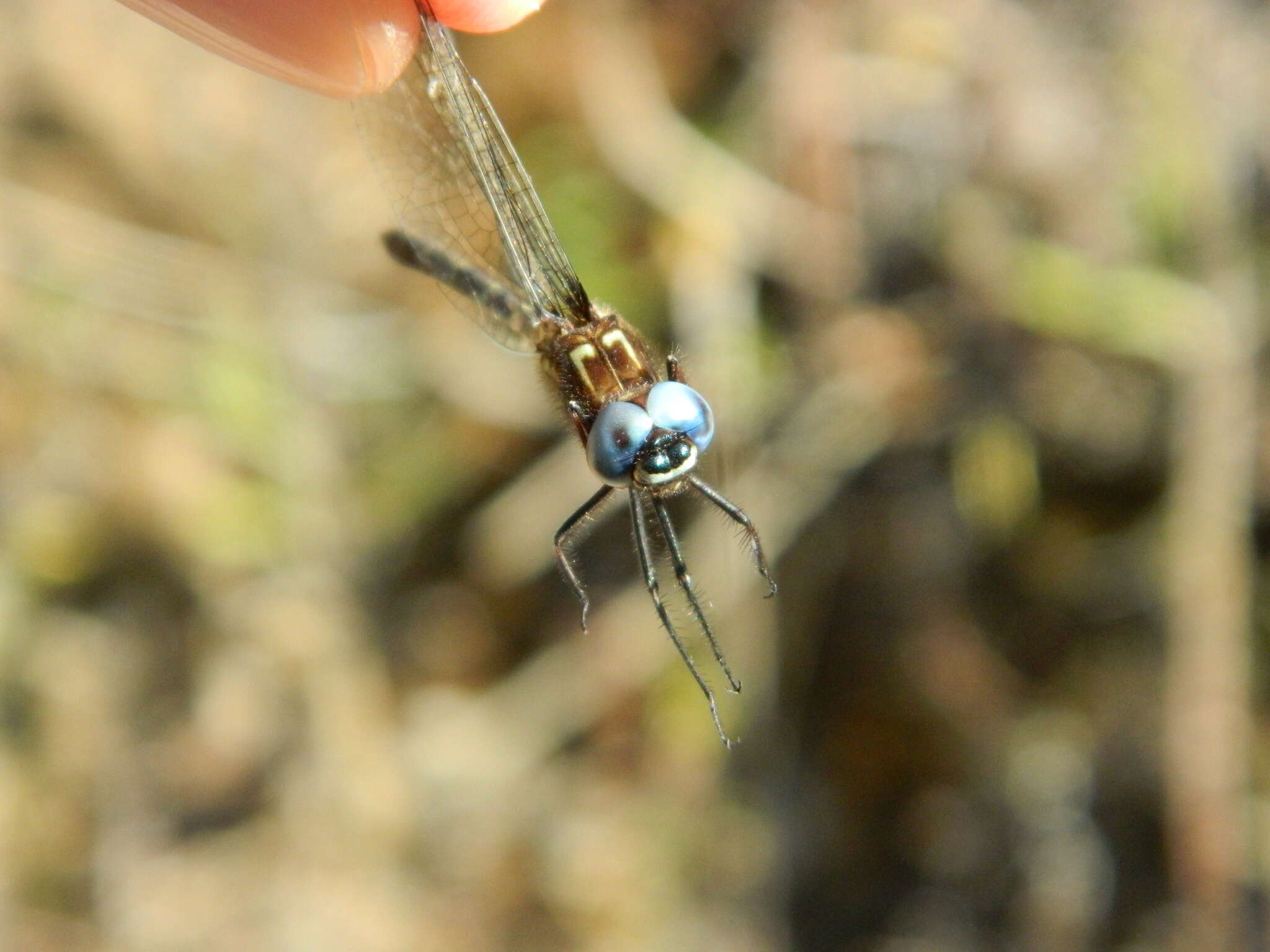 Image of Macrothemis celeno (Selys ex Sagra 1857)