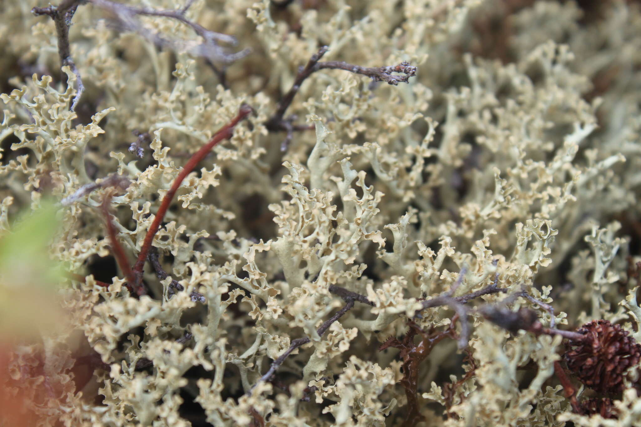 Image of Curled Snow Lichen