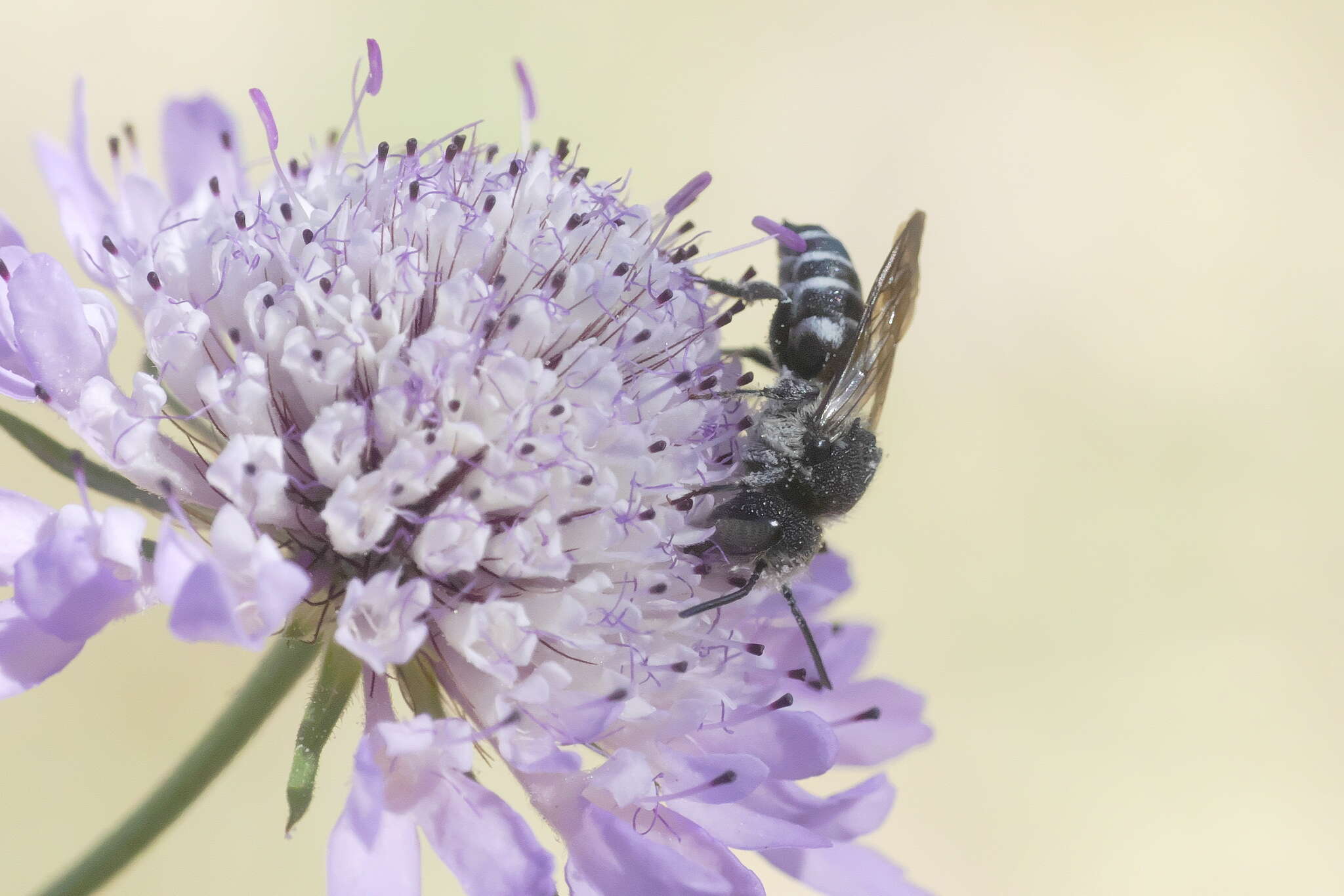 Imagem de Coelioxys afra Lepeletier 1841