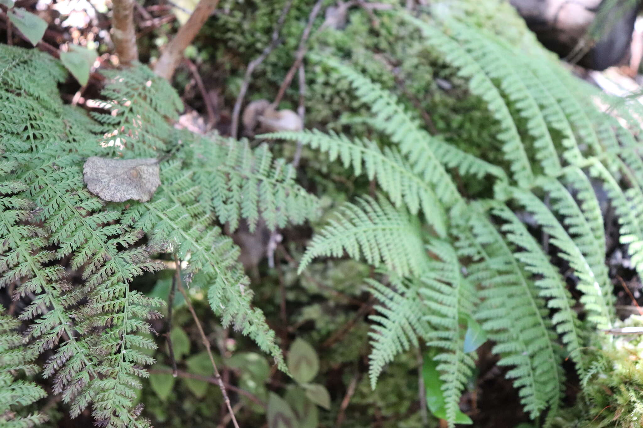 Image de Athyrium microphyllum (Sm.) Alston