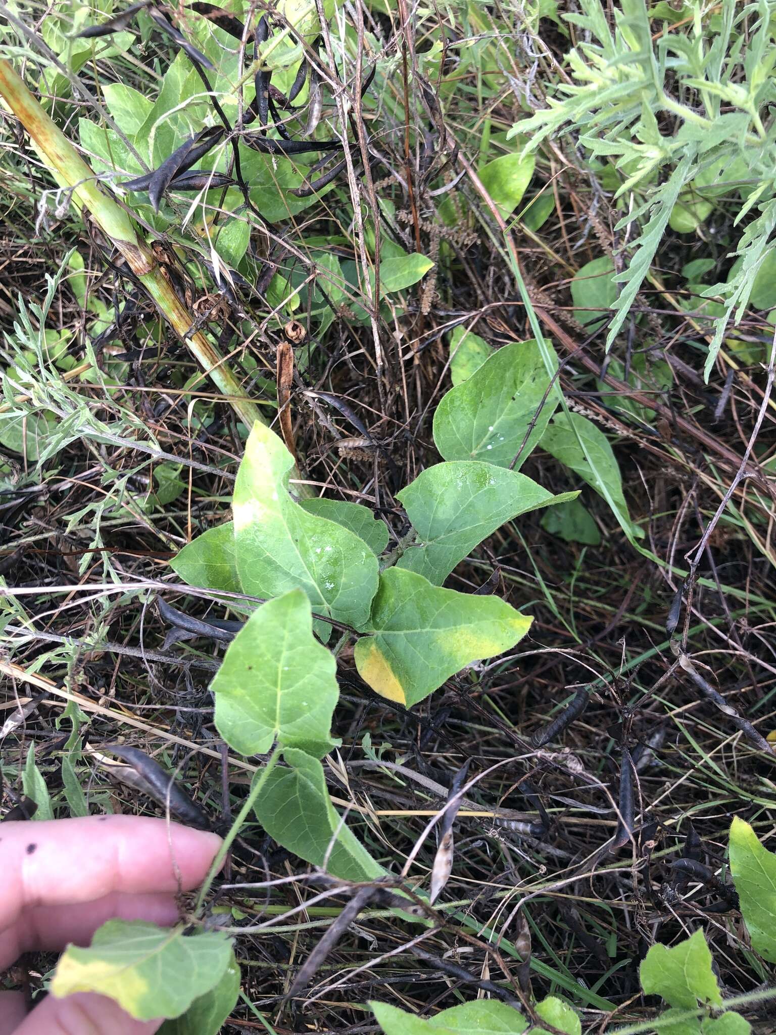 Sivun Matelea cynanchoides (Engelm.) R. E. Woodson kuva