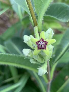 Image of Raphionacme procumbens Schltr.